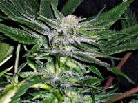 Imagen de GreentopFarms (Original Glue)