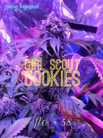 Garden of Green Girl Scout Cookies - photo réalisée par JONEYBIGWEED