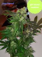 Imagen de JONEYBIGWEED (Girl Scout Cookies)