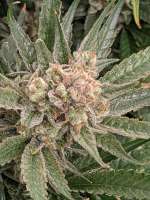 Imagen de Livewire (Kush n Cookies CBD)