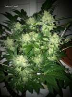 GreenLabel Seeds Everest Bud - photo réalisée par MrQnQ