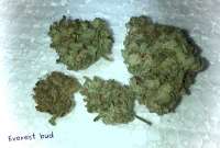 Imagen de MrQnQ (Everest Bud)