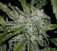 Imagen de SativaFred (Alaskan Ice)