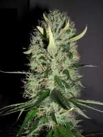 Imagen de BuDDust (Arjans Haze Nr3)