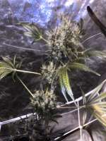 Imagen de Majeskul (Arjans Strawberry Haze)