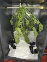 Imagen de swissfarmer (Auto Jack Herer)