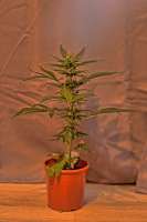 Imagen de GEORGE (Big Bang Autoflowering)