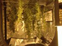 Imagen de Carlokro (Big Bang Autoflowering)