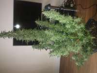 Imagen de Carlokro (Big Bang Autoflowering)