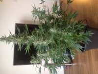 Imagen de Carlokro (Big Bang Autoflowering)