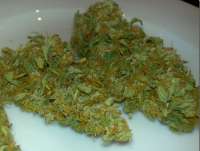 Imagen de SativaFred (Damn Sour)