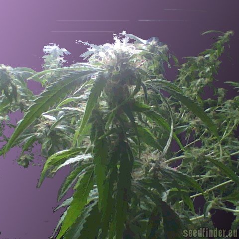 Green House Seeds Diamond Girl