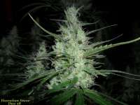 Imagen de BuDDust (Hawaiian Snow)