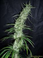 Imagen de BuDDust (Hawaiian Snow)