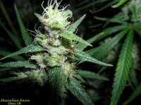 Imagen de BuDDust (Hawaiian Snow)