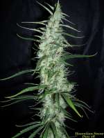 Imagen de BuDDust (Hawaiian Snow)