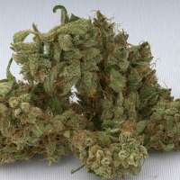 Imagen de SativaFred (Jack Herer)