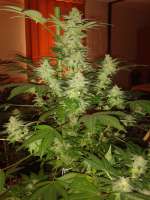 Imagen de tencer (Jack Herer)