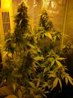 Imagen de hemp47 (Jack Herer)