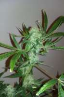 Imagen de tezis666 (Jack Herer)