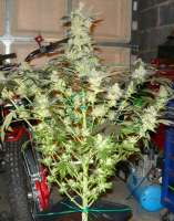 Imagen de mgpawn (Kings Kush)