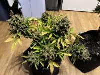 Imagen de MCHigh (Kings Kush Autoflowering CBD)