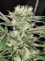 Green House Seeds King's Kush CBD - photo réalisée par St0nA