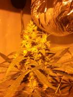 Imagen de smokealot (Lemon Skunk)