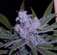 Imagen de papacannabis (Lemon Skunk)