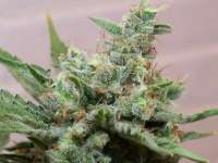 Imagen de papacannabis (Lemon Skunk)