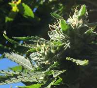 Imagen de Emeraldo [Super Lemon Haze]