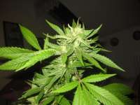 Imagen de KiefKingdom (Super Lemon Haze)