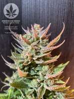 Imagen de pineappleltd (Super Lemon Haze)