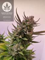 Imagen de pineappleltd (Super Lemon Haze)