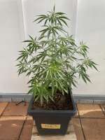 Imagen de Emeraldo (Super Lemon Haze)