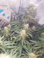 Imagen de Benes (Super Lemon Haze)