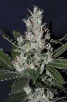 Imagen de Jubei [Super Lemon Haze]