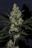 Imagen de Jubei (Super Lemon Haze)