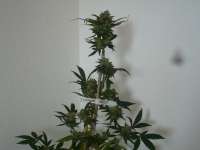 Imagen de merlin (Super Lemon Haze)