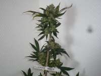 Imagen de merlin (Super Lemon Haze)