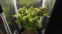 Imagen de dreembomber (Super Lemon Haze Automatic)