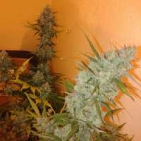 Imagen de dzhangar09 (Super Silver Haze)