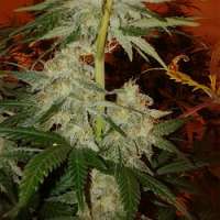 Imagen de dzhangar09 (Super Silver Haze)