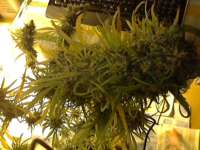 Imagen de sievers (Super Silver Haze)