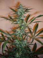 Imagen de merlin (Super Silver Haze)