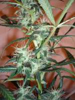 Imagen de merlin (Super Silver Haze)