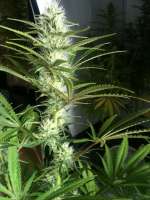 Imagen de N0b0dY (White Widow)