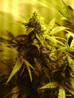 Imagen de linkakajp (White Widow)