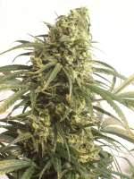 Green Mountain Seeds Mountain Gold - photo réalisée par tropics