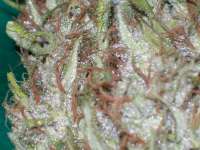 Imagen de tropics (Pineapple Banana Bud)